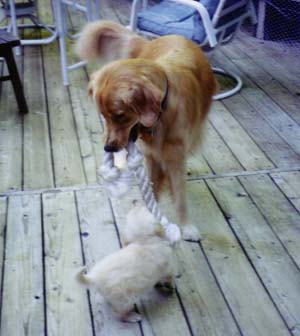 seamus playing rope with puppy ciara