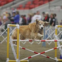 liam march agility trial