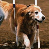 liam doing weave poles
